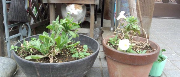 マスコットです